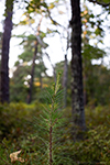 Unknown Sapling Spot