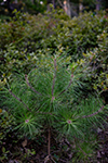 Pitch pine sapling