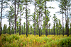 Wharton State Forest thumbnail