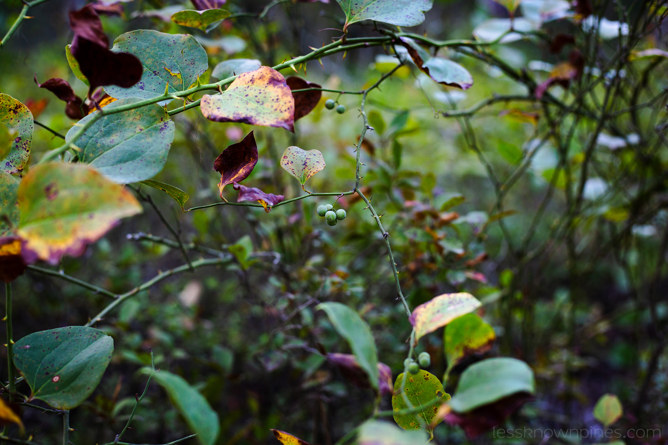 Unripe smilax