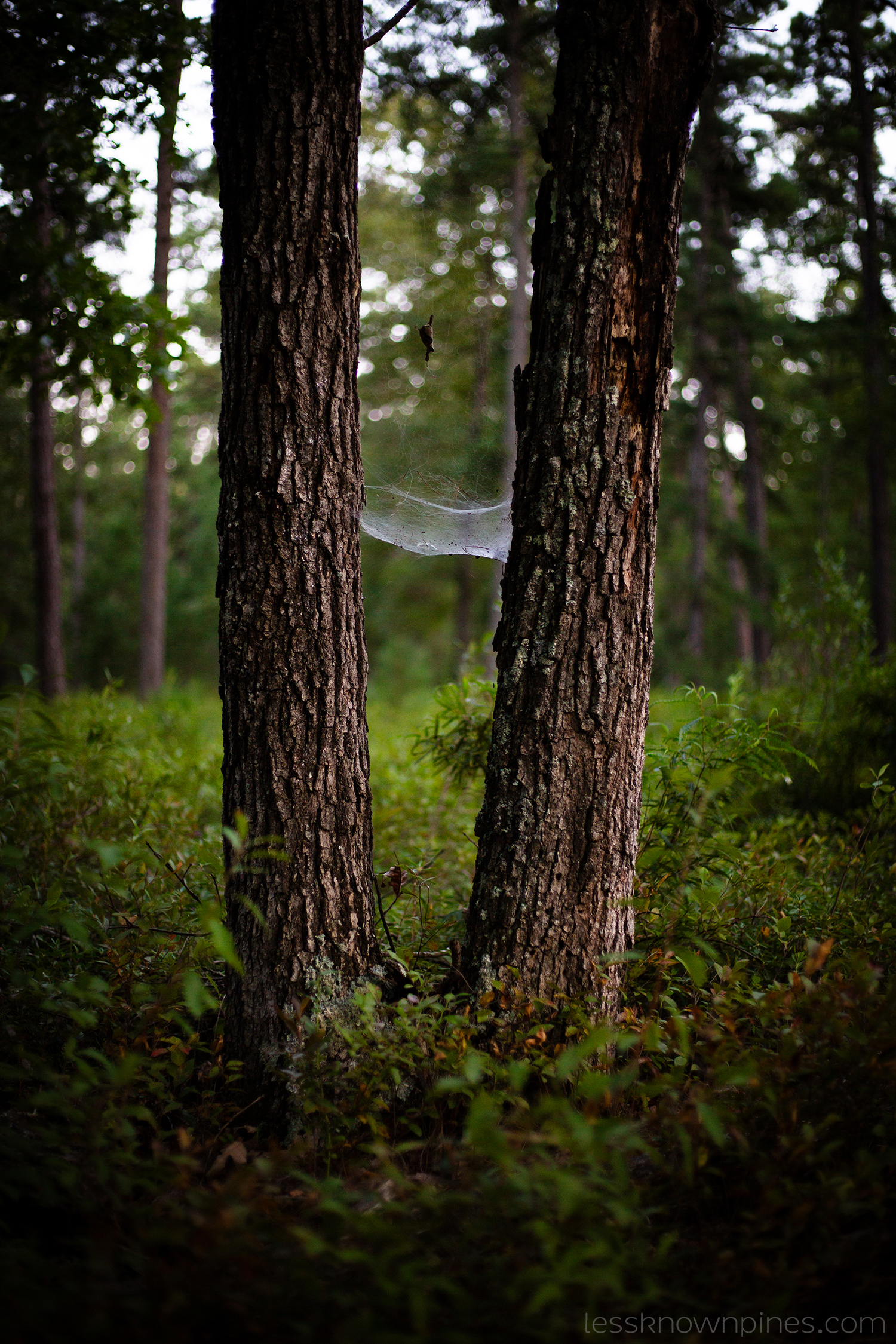 Web hammock