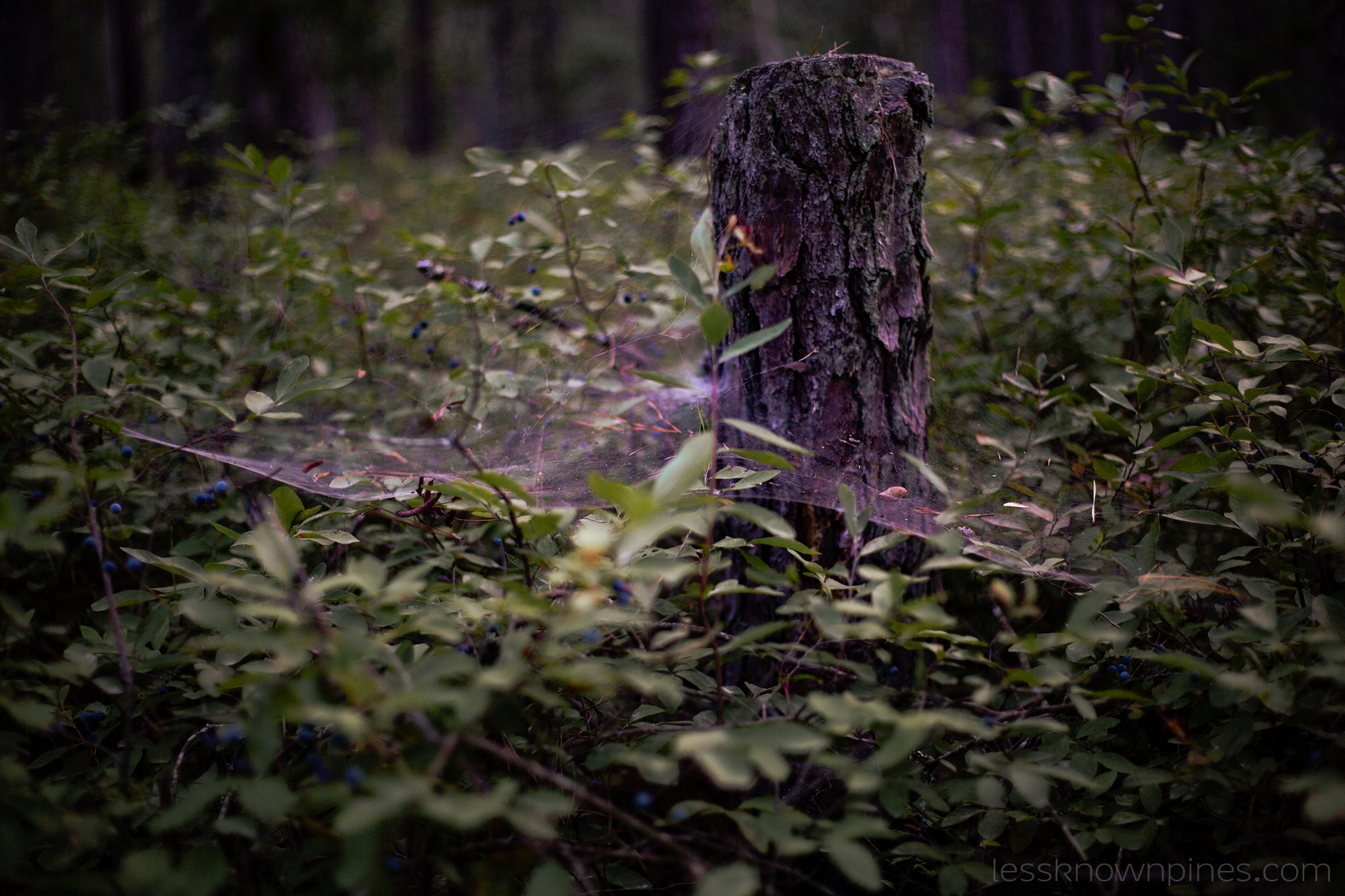 Webbed stump