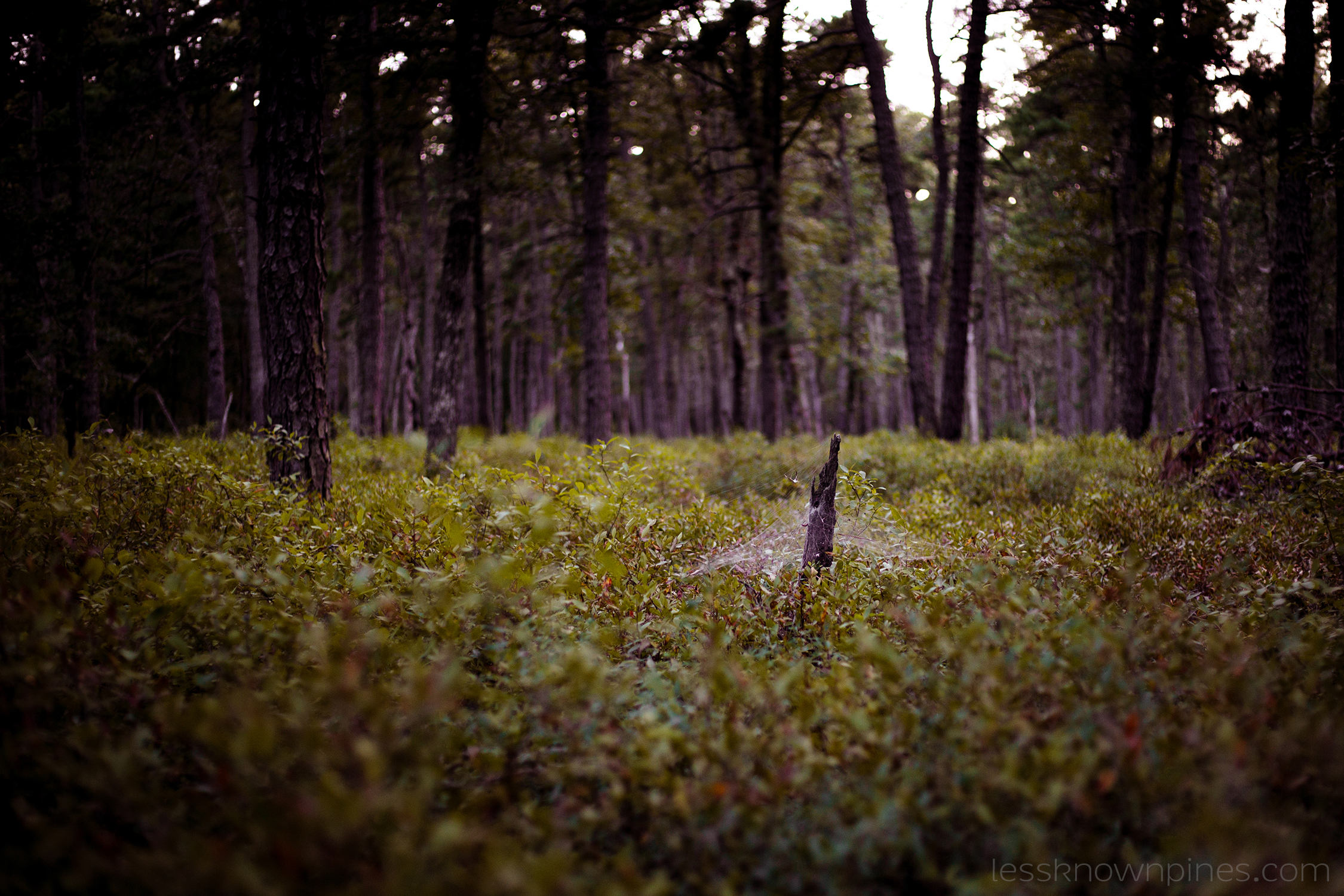 Webbed stump